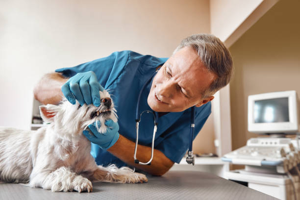 Best 24-Hour Emergency Dental Care in Grinnell, IA